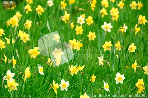 Image of Daffodils