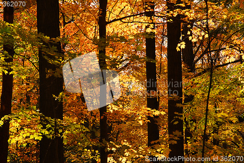 Image of Fall forest