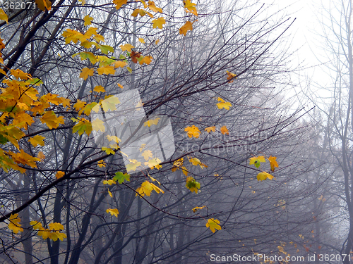 Image of Last maple leaves in the fog