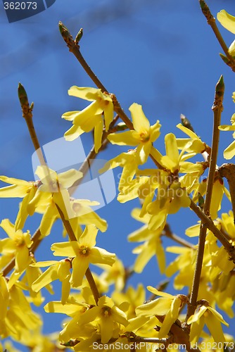 Image of Forsythia flower blue sky