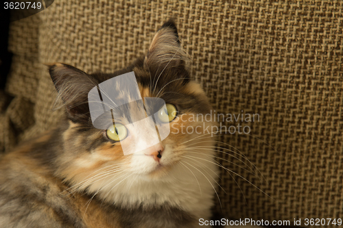 Image of Domestic cat