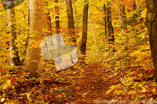 Image of Fall forest