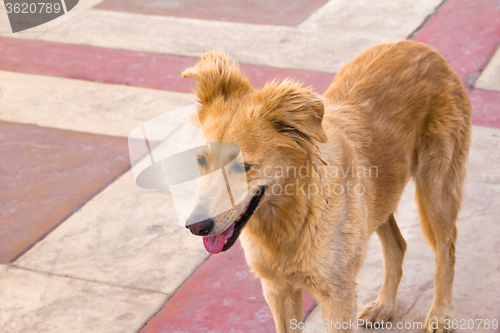 Image of red dog