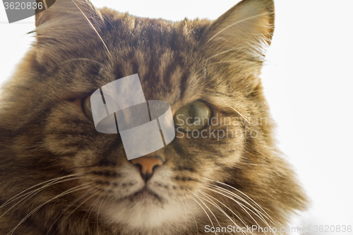 Image of Domestic cat