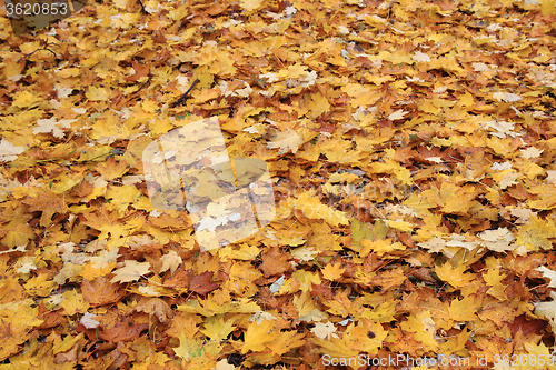 Image of autumn leaves background