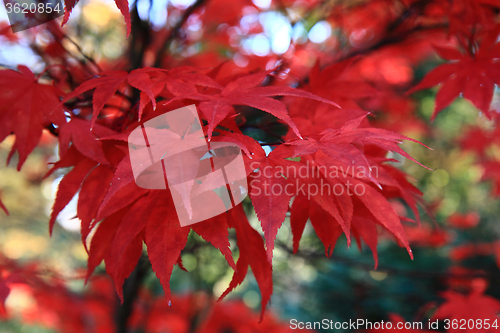 Image of autumn leaves background