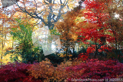 Image of autumn color park 