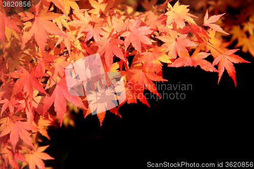 Image of autumn leaves background