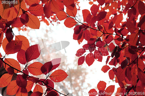 Image of autumn leaves background