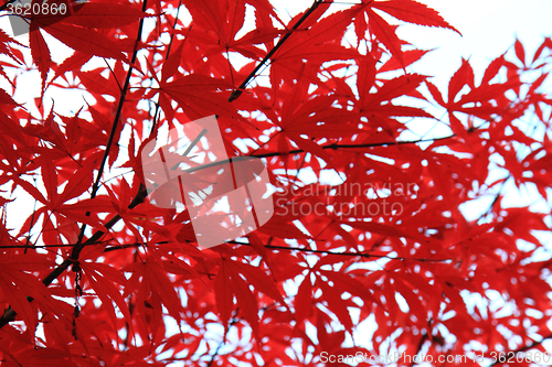 Image of autumn leaves and blue sky
