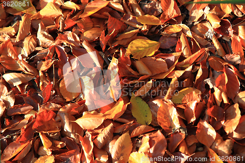 Image of autumn leaves background