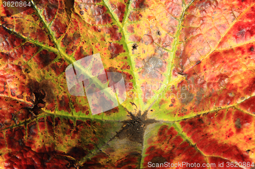 Image of autumn leaves background