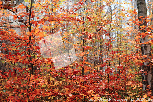 Image of autumn red park 
