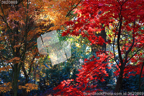 Image of autumn color park 