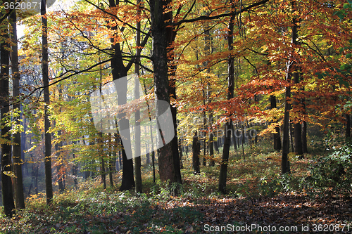 Image of autumn color park 