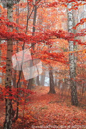 Image of autumn red park 