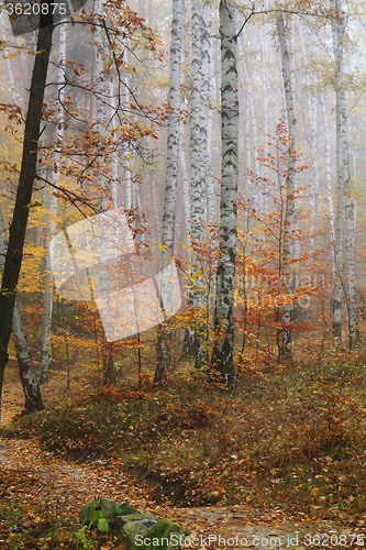 Image of autumn yellow park 