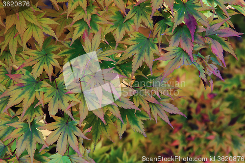 Image of autumn leaves background