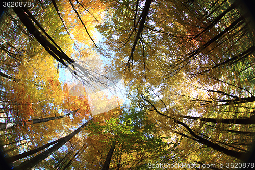 Image of autumn leaves and blue sky