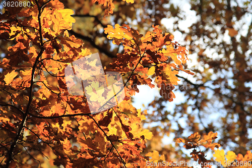 Image of autumn leaves and blue sky