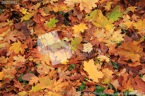 Image of autumn leaves background