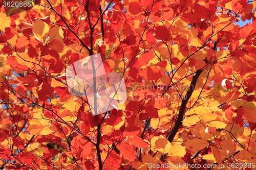 Image of autumn leaves background