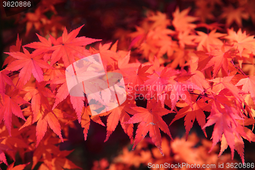 Image of autumn leaves background
