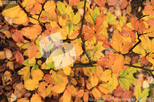 Image of autumn leaves background