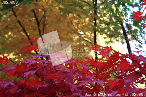 Image of autumn color park 