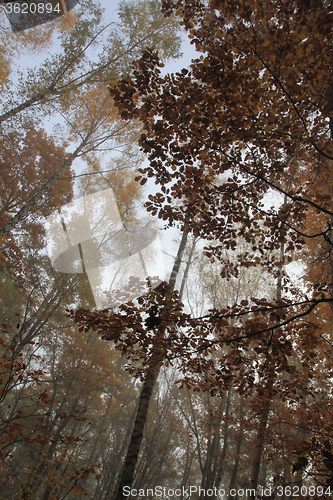 Image of autumn park in fog