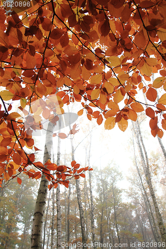 Image of autumn yellow park 