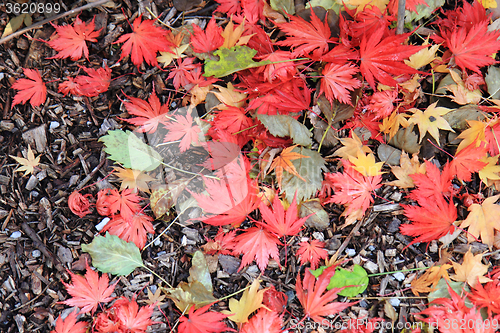 Image of autumn leaves background