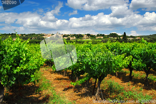 Image of Vineyard in french countryside