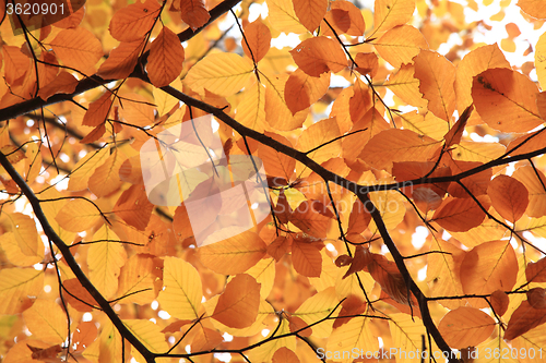 Image of autumn leaves background