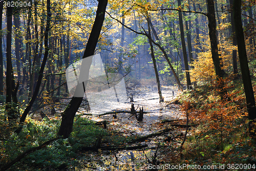 Image of autumn park in fog