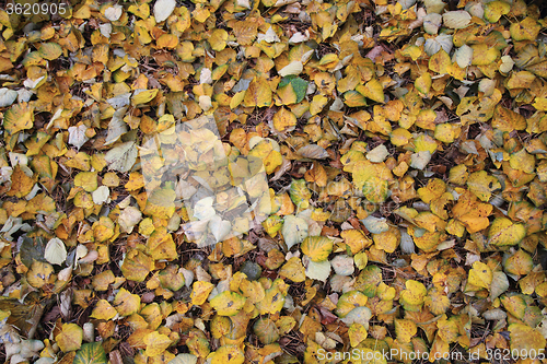 Image of autumn leaves background