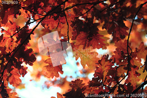 Image of autumn leaves and blue sky