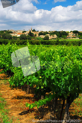 Image of Vineyard in french countryside