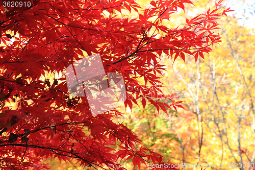 Image of autumn leaves background