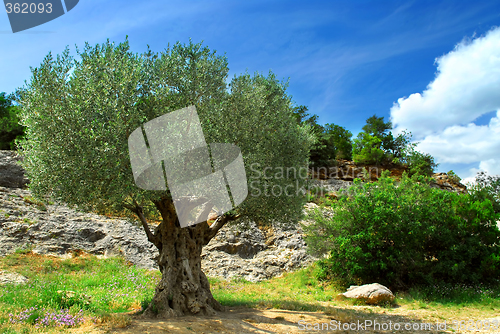 Image of Old olive tree