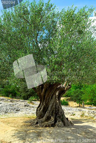 Image of Old olive tree
