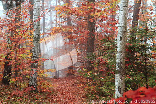 Image of autumn red park 
