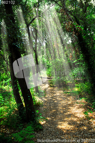 Image of Path in sunlit forest