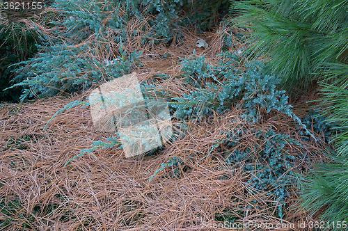 Image of Autumn Evergreens