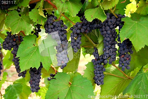 Image of Grapes