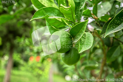 Image of Lemon tree with fruits 
