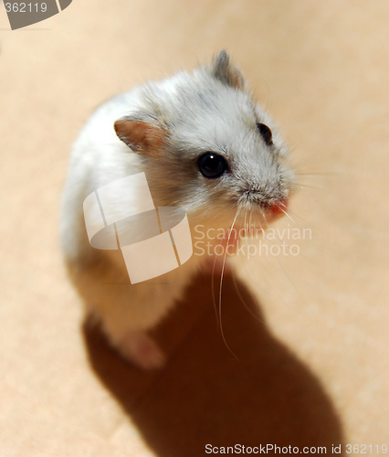 Image of Hamster