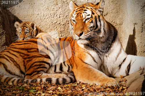 Image of Tiger mum