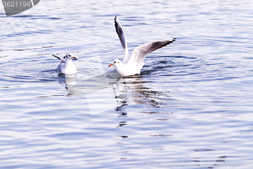 Image of Seagull