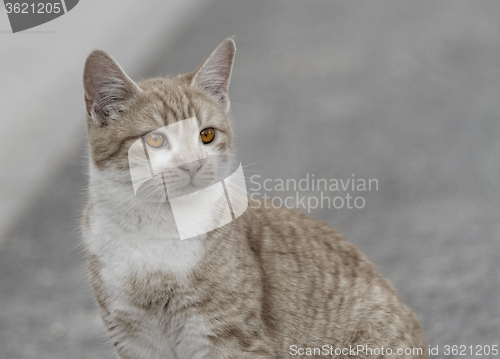 Image of Small cat